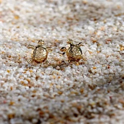 Boucles D'oreilles Puces Almahae Tortue Or Jaune